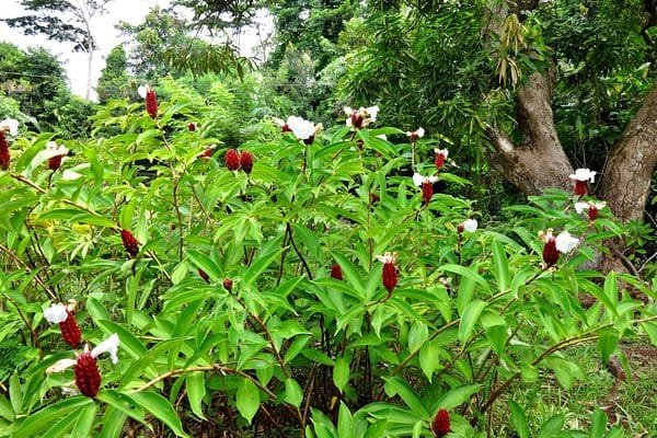 Laura's Herb & Spice Garden